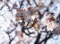 大俵桜の花の写真