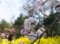 菜の花と桜の花の写真
