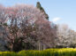 大俵桜と他の桜の写真