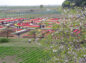 展望台の桜の写真
