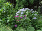 花壇の紫陽花の写真