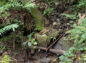 竹で導水されている沢の水の写真
